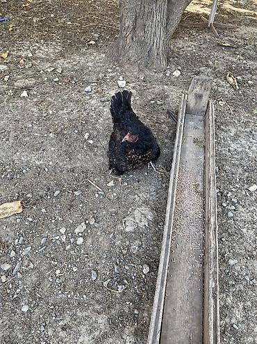 xoruzu: Xoruz, Heyratı, il: 1, Ünvandan götürmə, Ödənişli çatdırılma — 8