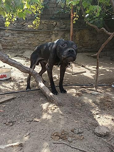pitbull satılır: Pitbul, 2 ay, Dişi — 5