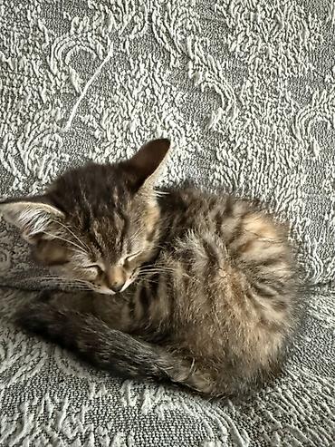 Отдам даром кошку: 2 месяца, Девочка, Метис — 11