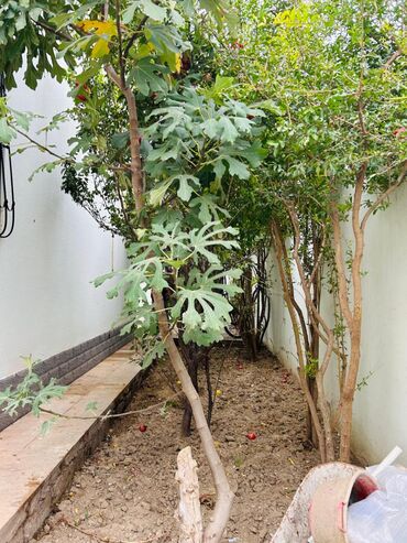 Həyət evləri və villaların satışı: Satılır: həyətli iki mərtəbəli fərdi ev Ünvan təsviri: Şəhər daxili — 4