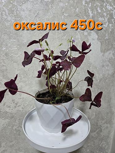 Другие комнатные растения: Оксалис (кислица «бабочка») и композиции из суккулентов - Оксалис с — 28