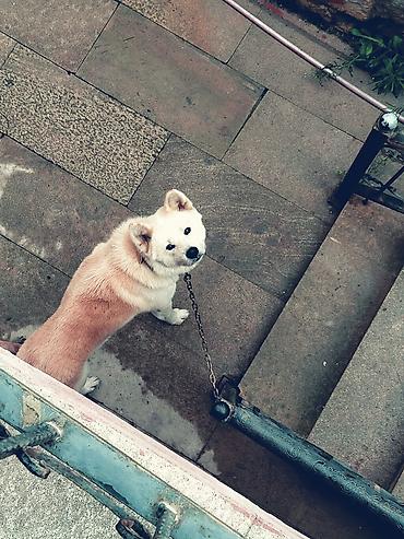 kömeye telesen itler: Akita-inu — 1