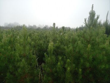 Şitillər: Toptan ve perakende formada yasil ve meyve agaclarin satisi🌴🌳🌱🍃 -da lalafo.az — 3 Şitillər: Toptan ve perakende formada yasil ve meyve agaclarin satisi🌴🌳🌱🍃 — 3