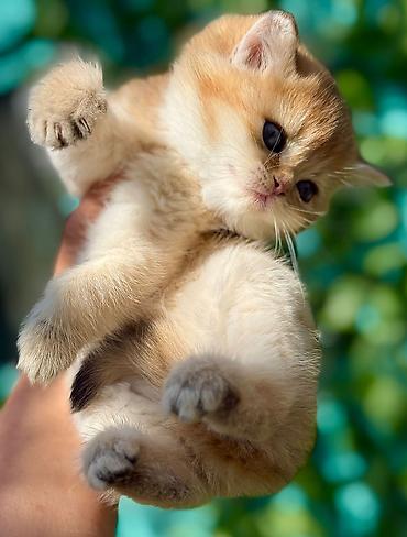 Pişiklər: Şotland — 8