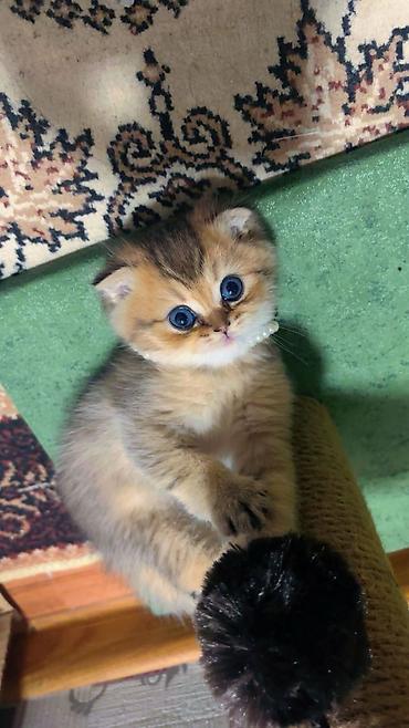 Pişiklər: Şotland — 3