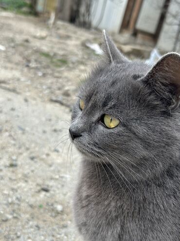 pisik qiymetleri: Dişi, Yaxşı əllərə, Pulsuz çatdırılma