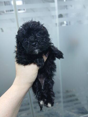 İtlər: 2 ay, Dişi, Peyvəndli, Pulsuz çatdırılma — 7