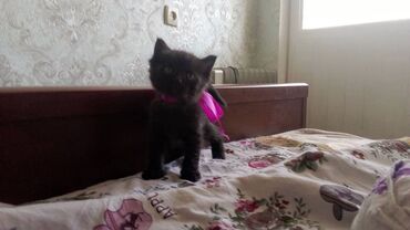 найден котенок: 1 месяц, Мальчик, Приучена к лотку, Проглистована