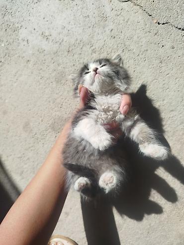 ит итер ош: Котенок мальчик. отдам в добрые руки.
Чолпон ата. Долинка — 2