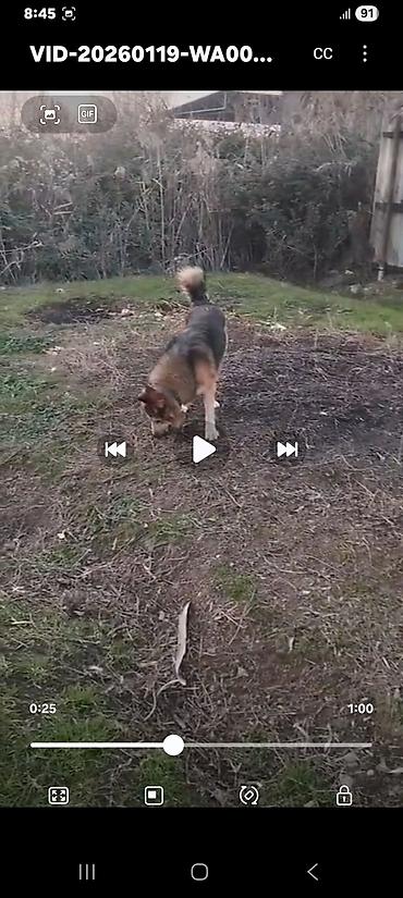 İtlər: Alman çoban iti — 11