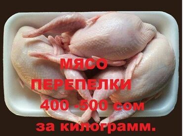 Мясо, рыба, птица: Перепёлки- бодоно перепелиные тушки -мясо вес от 150 грамм и