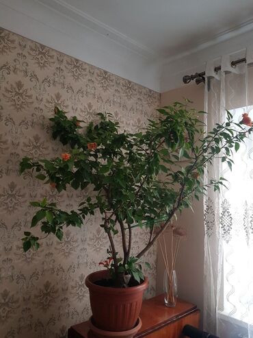 роза в горшке купить: Гибискус (китайская роза) в большом горшке - Крупное комнатное