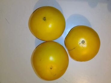 Povrće, voće: Seme domaćih sorti paradajza Opis: - Raznovrsne stare i egzotične — 8