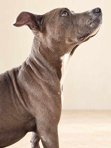 i̇t afcarka: Pitbul, 1 ay, Ünvandan götürmə — 3