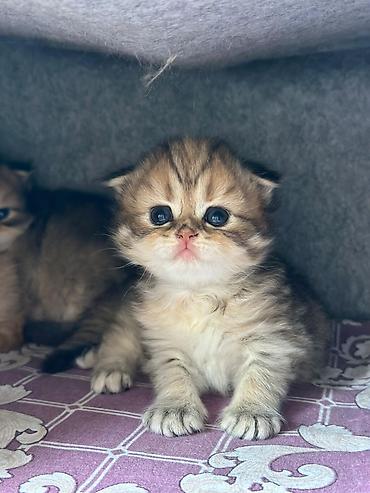 Pişiklər: Şotland — 8