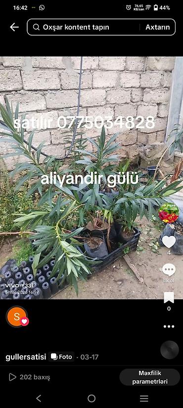 palid agaci: Məhsul: dekorativ və meyvə ağaclarının tingləri - Vaşinqton xurması — 3
