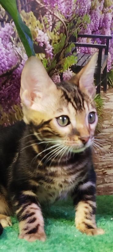 Продажа кошек: Бенгальская, 2 месяца, Мальчик, Черный, Приучена к лотку, Проглистована, С документами — 19