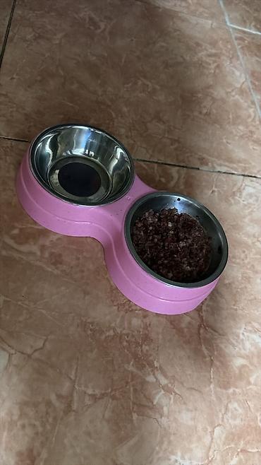 котята скотиш страйт: Скотиш Страйт (Шотландская прямоухая), 2 месяца, Девочка, Голубой, Приучена к лотку — 5