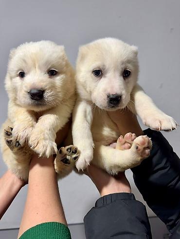 Продажа собак: Щенки, помет из нескольких малышей. Возраст по фото — совсем юные — 4