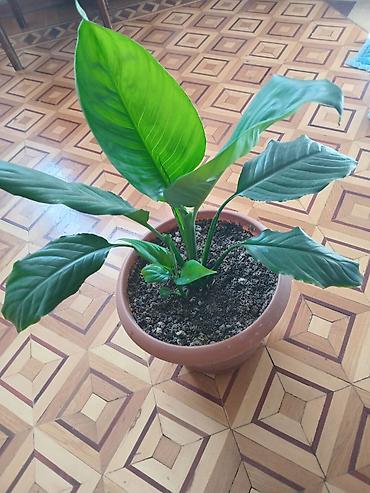Otaq bitkiləri: Spathiphyllum (Sülh zanbağı) – otaq bitkisi - Dibçək: klassik — 2