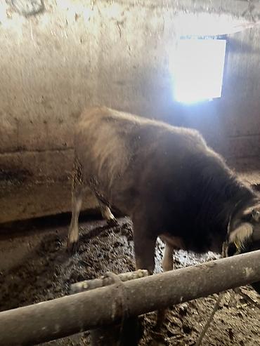 Коровы, быки: Продаю | Тёлка | На откорм | Отела не было, Привязанные — 9