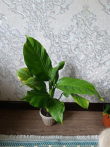 шефлер: Комнатные растения в горшках: 1) Сансевиерия (Sansevieria — 6