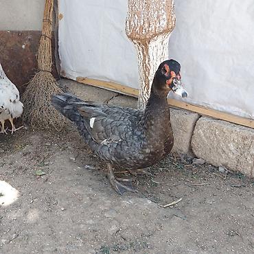 herati fərəsi: Təmiz Qan Orginal Macar sortu 6 Aylıq Fərədi tam sağlam aktiv Fərədi — 3