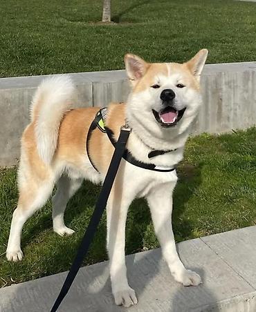İtlər: Akita-inu, 5 ay, Erkək, Sənədli, Ünvandan götürmə, Ödənişli çatdırılma — 1