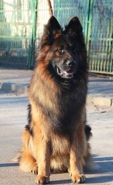 İtlər: Alman çoban iti, 2 ay, Erkek, Sənədli, Pulsuz çatdırılma — 23