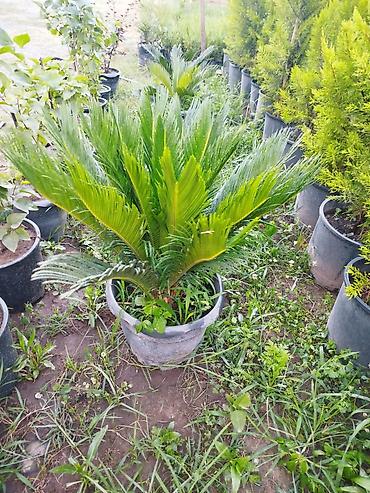 palm: Saqo palmı (Cycas revoluta) – dekorativ qapalı və açıq məkanlar üçün — 1