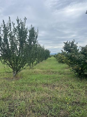 Həyət evləri və villaların satışı: 3 otaqlı, 100 kv. m, Yeni təmirli — 30