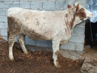 сколько длится беременность коровы: Продаю | Тёлка | Симментальская | Для разведения, Для молока | Племенные, Стельные, Искусственник