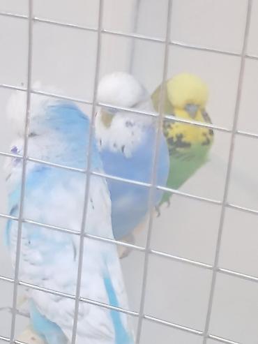 bulbul quşu satışı: Jumba balalar satılır və jumba və karella — 10