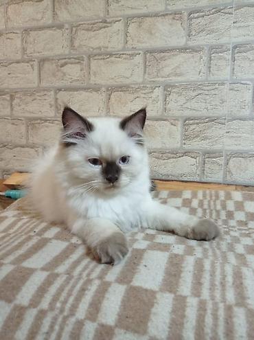 ищу котят: Британская короткошёрстная, 3 месяца, Девочка, Лиловый — 1