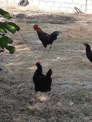 satiliq inekler: Salam gördüyünüz kənd xoruzu satılır qiymət 30 azn sondur xoruz — 1