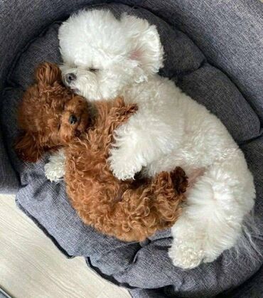 Psi: Ponuda Predivnih Toy Pudli Očarajte se našim pažljivo odgajanim toy — 5