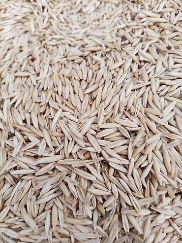 şəkil çərçivə: Vələmir Yulaf toxumu – yem və yaşıl kütlə üçün - Növ: Yulaf (Avena — 2