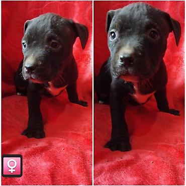 Psi: Pit bull štenci na prodaju Oštenjeni: 18.12.2025 Primili su prvu — 5