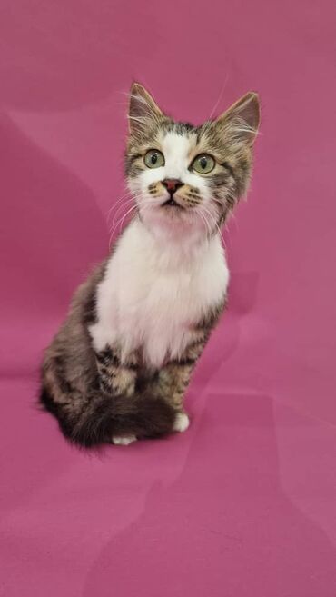 британский котик: Вот такой красавец котик 6 мес ищет дом любящую семью,ждёт свою
