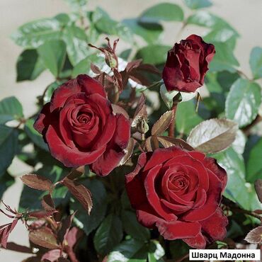 Садовые цветы и кустарники: Саженцы цветка: Розы, Самовывоз, Бесплатная доставка — 6