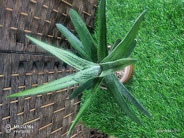 Хойи: Детки сортовой хойи, цены уточнять — 4