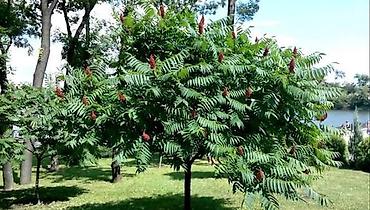 Other garden flower saplings & seedlings: Пионы клубнями. Пионы травянистые. Пионы древовидные. Пионы — 25