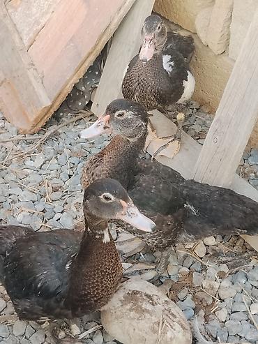 jersey inek satışı: Ördey qaz satilir 3 ay yarimliədilar — 6