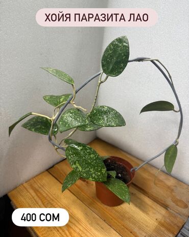 Хойи: Хойя (Hoya) - Хойя публикалис сплэш –Цена: 450 сом. - Хойя Мередити — 9