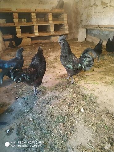 ayam cemani: Xoruz, Indonesiya, il: 1 — 5