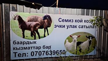 Бараны, овцы: Продаю |