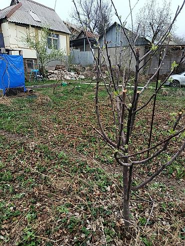 Другие фруктовые и ягодные растения: Продаю или меню на квартира Бишкеке на 2х комнатную. уже на наседеный — 6