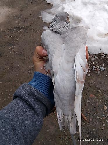 Птицы: Голубь декоративный, окрас светло-серый с кофейно‑рыжими пятнами на — 5