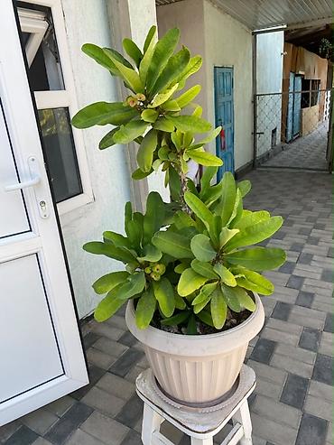 ярки: Молочай Миля (Euphorbia milii) в горшке. - Декоративно-цветущее — 5
