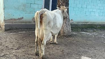 Коровы, быки: Продаю | Корова (самка) | Швицкая | Для молока — 11